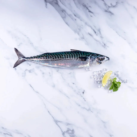 An introduction to Cornish Mackerel - The Cornish Fishmonger