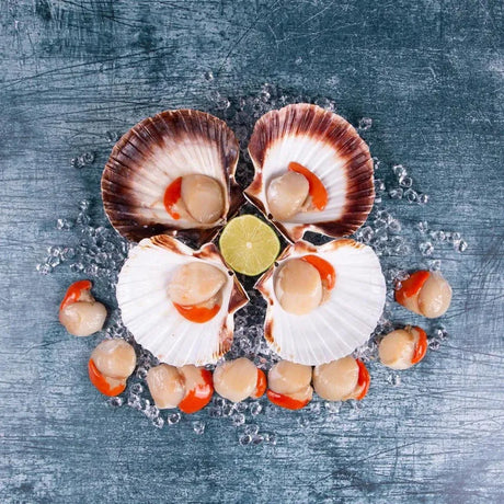 An introduction to Scallops - The Cornish Fishmonger