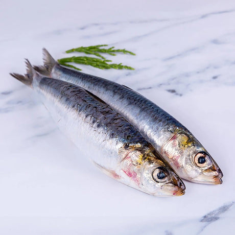 An introduction to Cornish Sardines - The Cornish Fishmonger