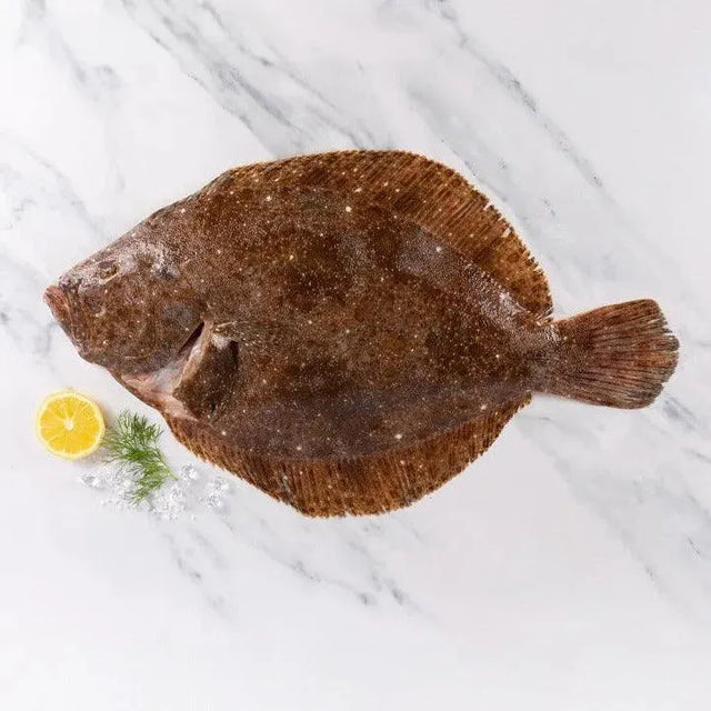 Brill (Cornish) - The Cornish Fishmonger
