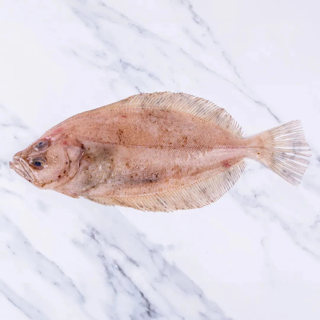 Cornish Sole (Megrim) 400 - 450g - The Cornish Fishmonger
