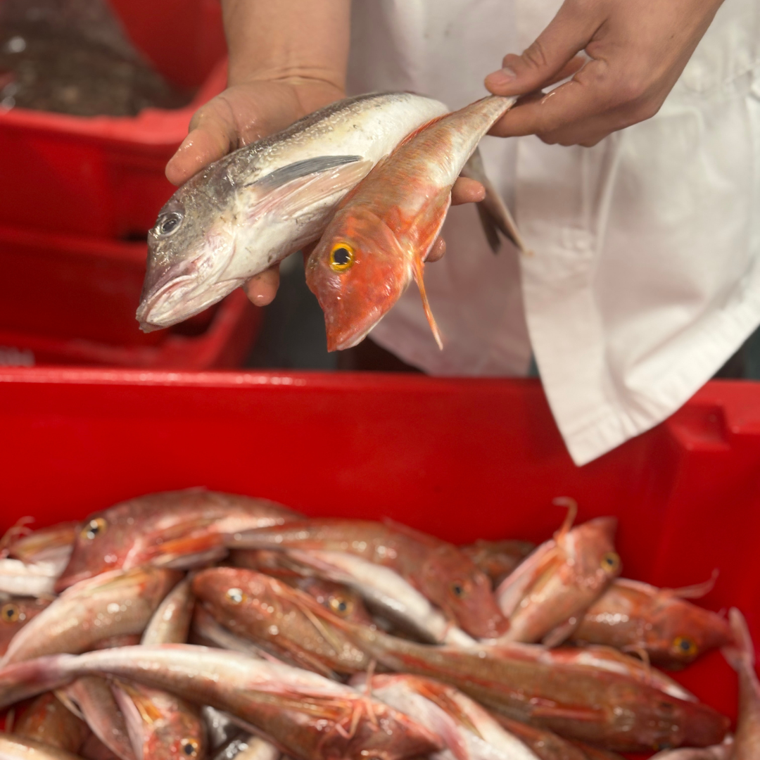 Gurnard (600 - 800g)