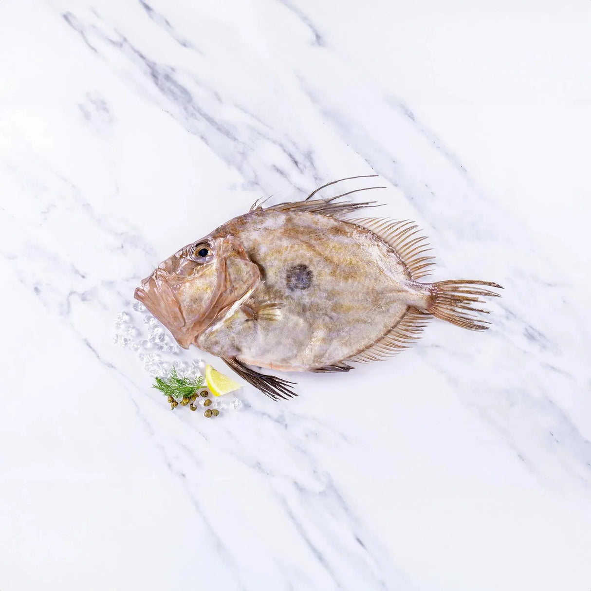 John Dory (500-750g) - The Cornish Fishmonger