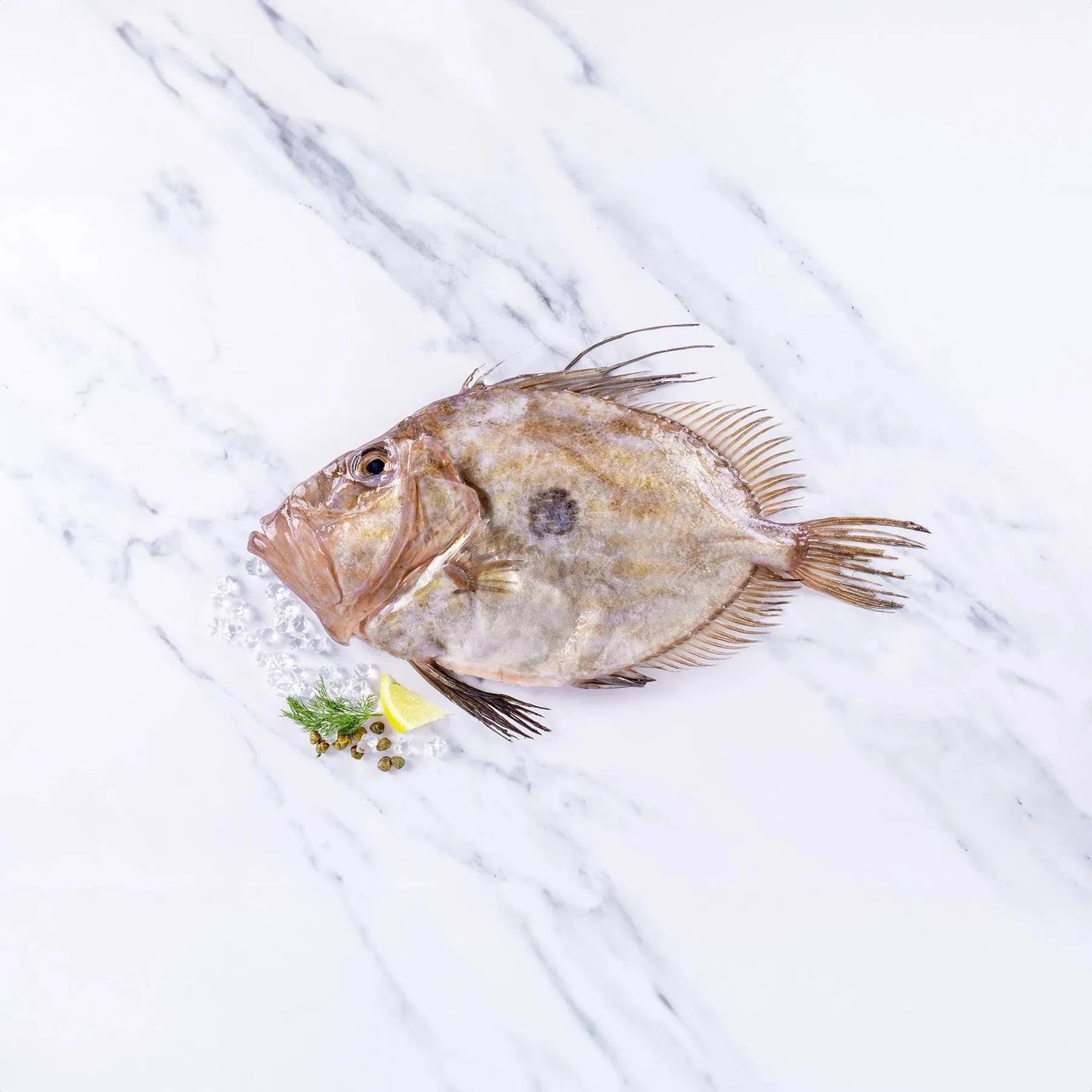 John Dory (500-750g) - The Cornish Fishmonger
