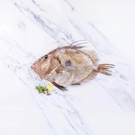 John Dory (500-750g) - The Cornish Fishmonger