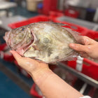John Dory (500-750g)