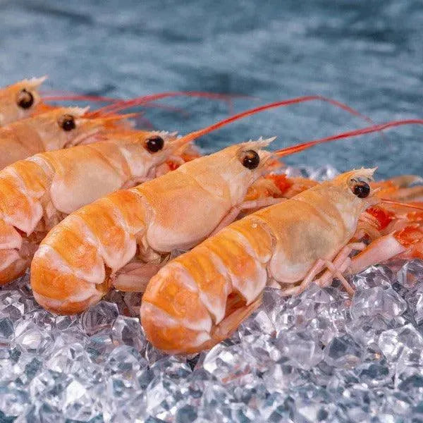 Langoustine (8-12 per box) - The Cornish Fishmonger