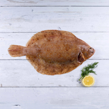 Lemon Sole (350 - 450g) - The Cornish Fishmonger