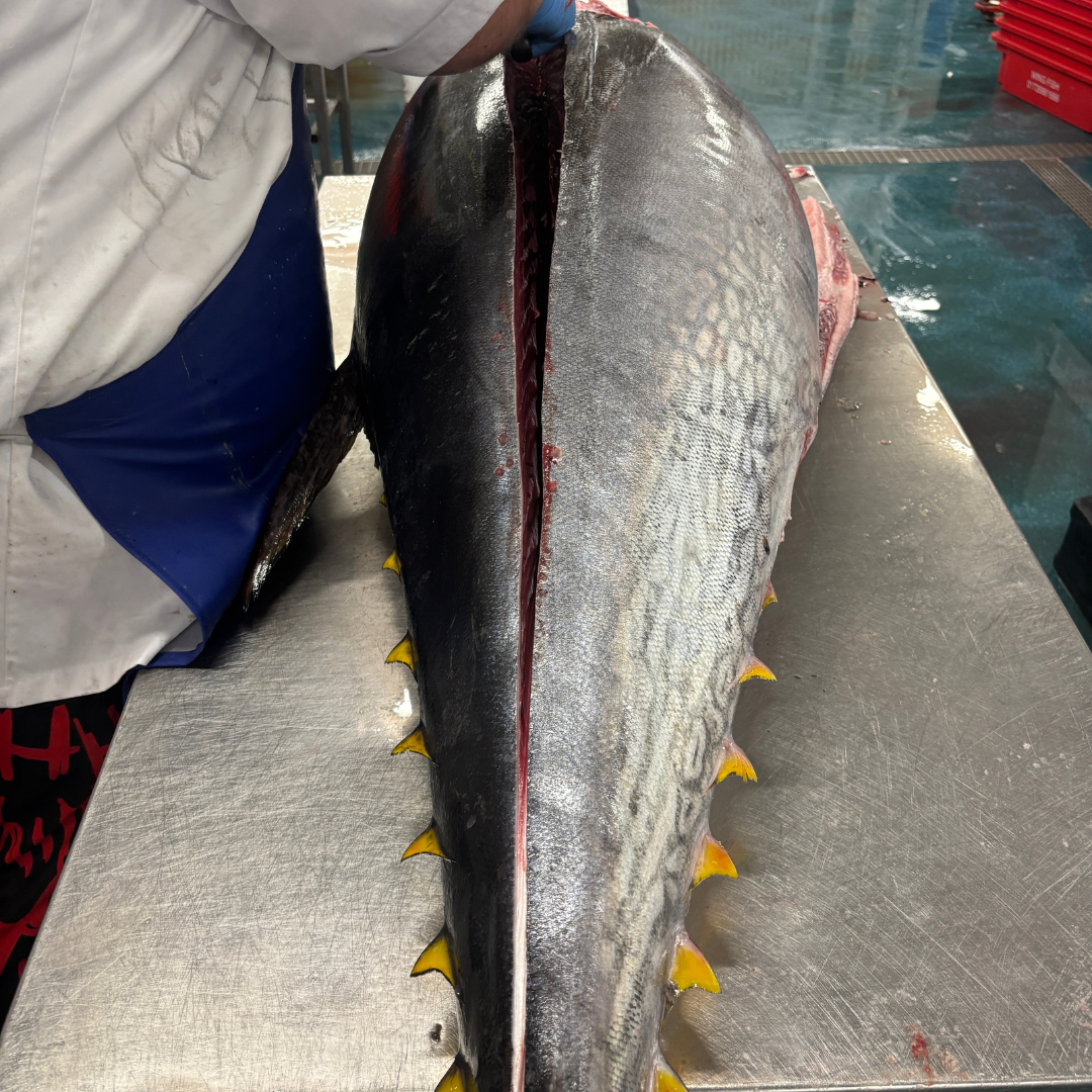 Cornish Bluefin Tuna Belly (Toro) 300g