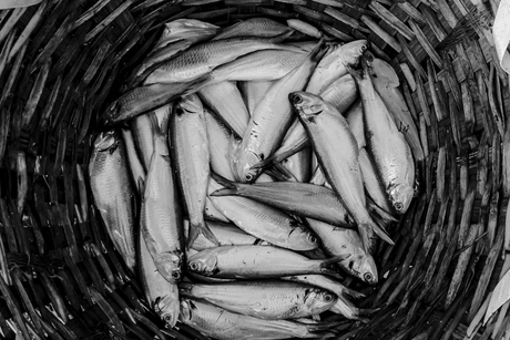Cornwall's Sardines: An Ancient Fishery with a Modern Twist