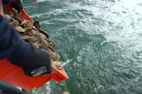 Fresh oysters in a red crate being released into the ocean in Cornwall