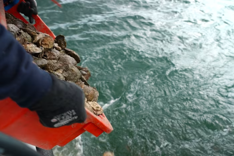 25,000 Oysters Given a Second Chance in Cornwall