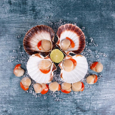 An introduction to Scallops