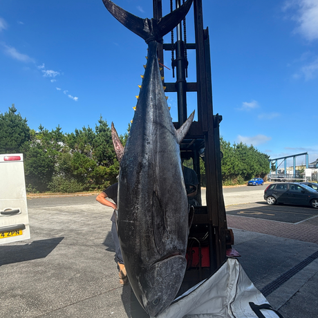 Large Atlantic Bluefin tuna hanging from a forklift at a fish market.