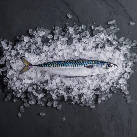 Why Fresh Cornish Mackerel Is Scarce in 2026 | What You Need to Know