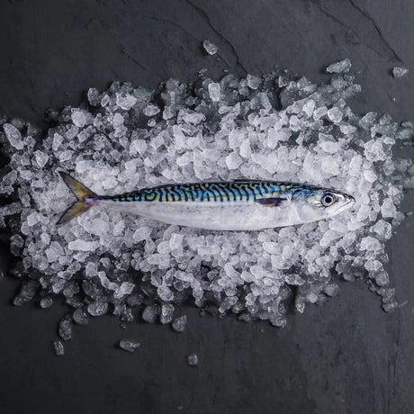 Fresh Cornish mackerel resting on a bed of crushed ice against a dark slate background