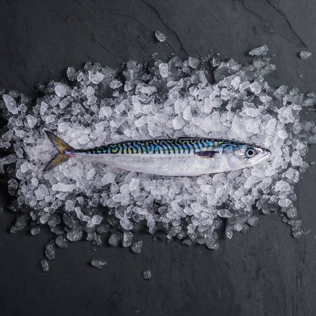 Why Fresh Cornish Mackerel Is Scarce in 2026 | What You Need to Know