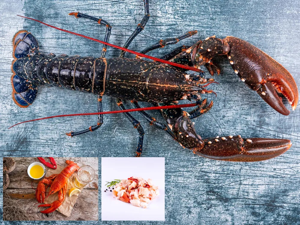 CORNISH LOBSTERS - The Cornish Fishmonger