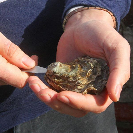 Oyster Shucking Knife from The Cornish Fishmonger - The Cornish Fishmonger