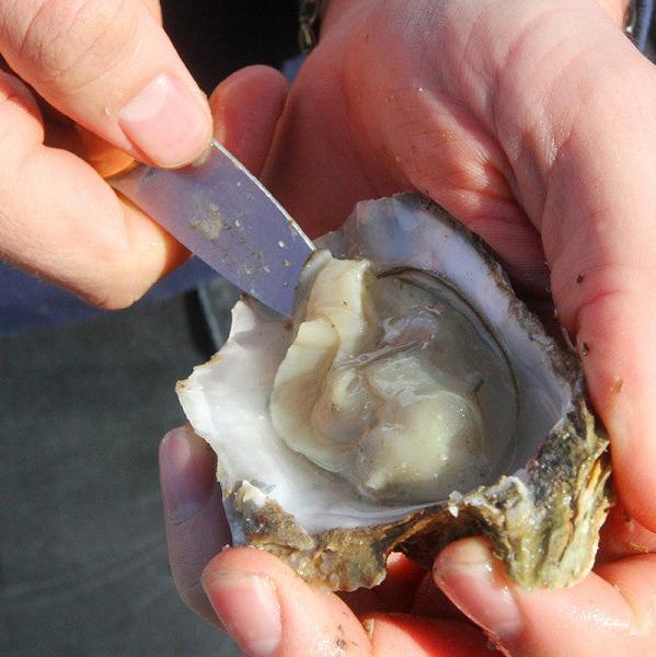 Oyster Shucking Knife from The Cornish Fishmonger - The Cornish Fishmonger