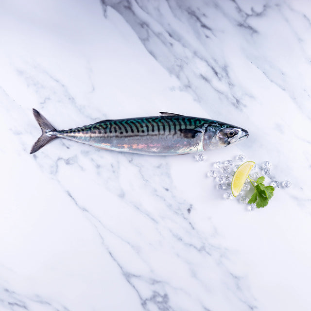 Cornish Mackerel