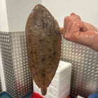 Dover Sole (300 - 400g)
