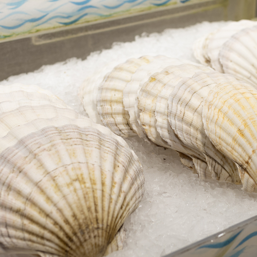 Empty Scallop Shells (each)