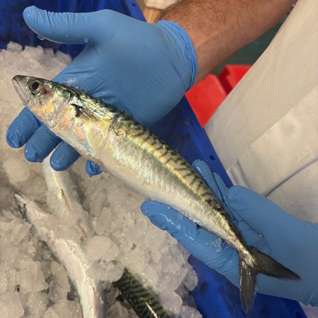 Cornish Mackerel 1kg