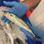 Cornish Mackerel 1kg