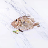 John Dory (500-750g) - The Cornish Fishmonger