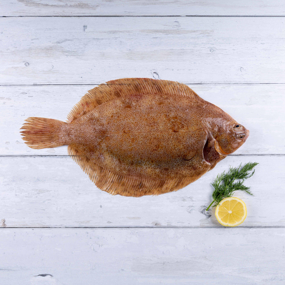 Lemon Sole (350 - 450g) - The Cornish Fishmonger