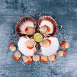 King Scallops x12 - The Cornish Fishmonger