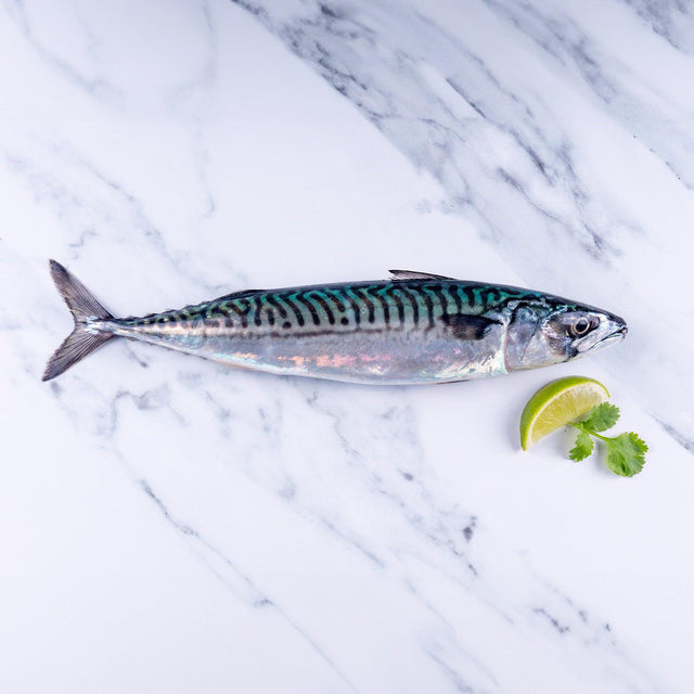 Mackerel 1kg - The Cornish Fishmonger