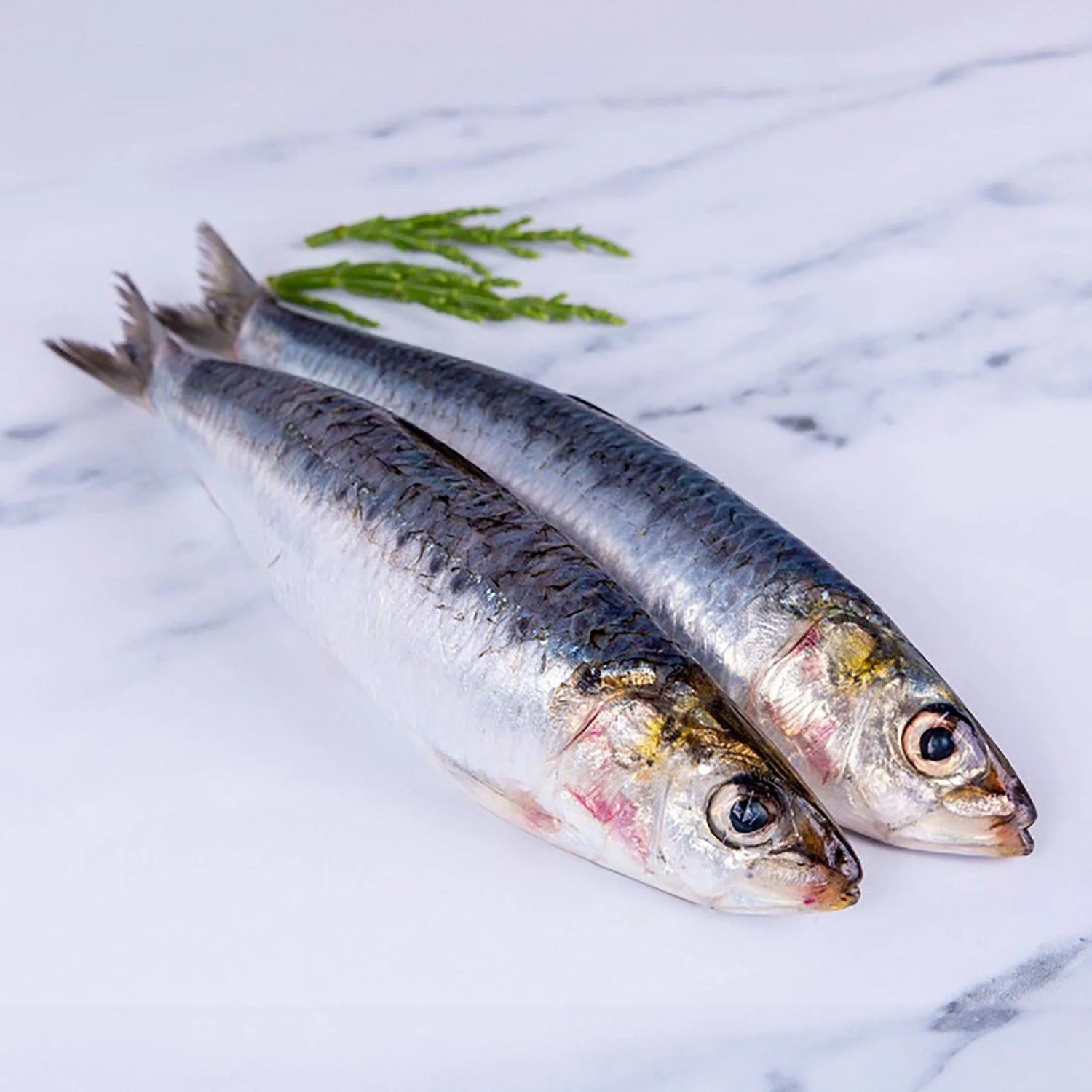 Buy Fresh Whole Cornish Sardines Online | Omega3 Fish | 24hr Delivery ...