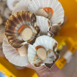 King Scallops In Half Shell x 6