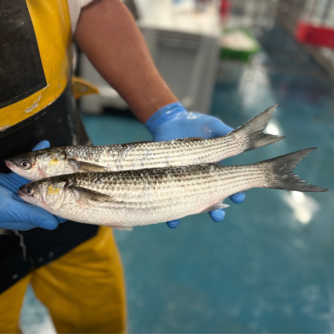 Grey Mullet (4 Fillets) 350g-450g
