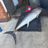 Cornish Bluefin Tuna Loin 500-600g