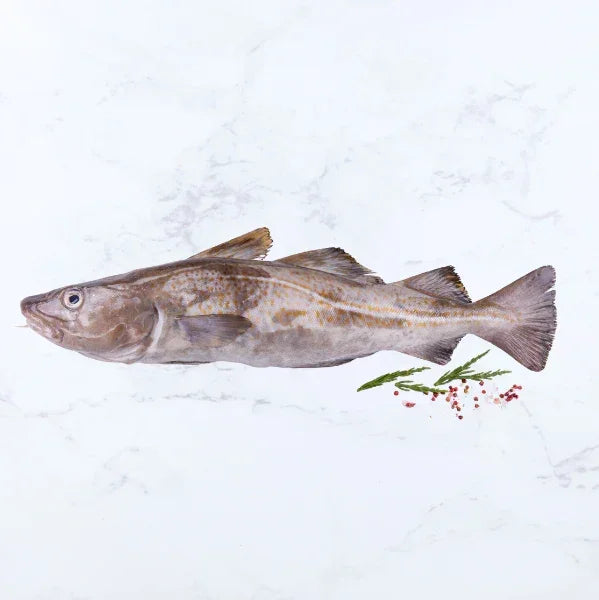 Fresh Whole Cod Buy Fresh Cod Fillet | Free 24hr Delivery | The Cornish Fishmonger