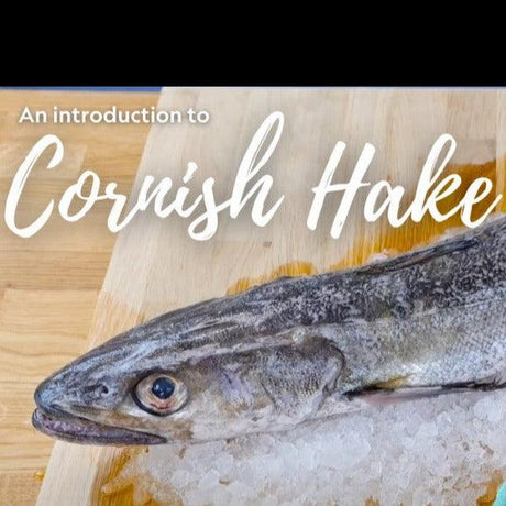 Hake (2 - 2.5kg) - The Cornish Fishmonger