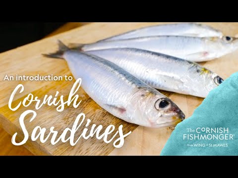 An introduction to Cornish Sardines