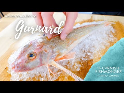 Gurnard (600 - 800g)