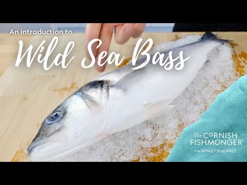 Sea Bass - wild, hook & line caught.