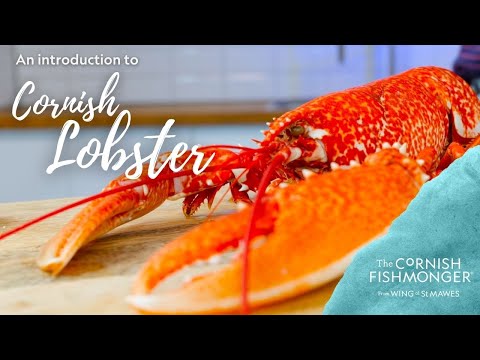 An introduction to Cornish Lobster