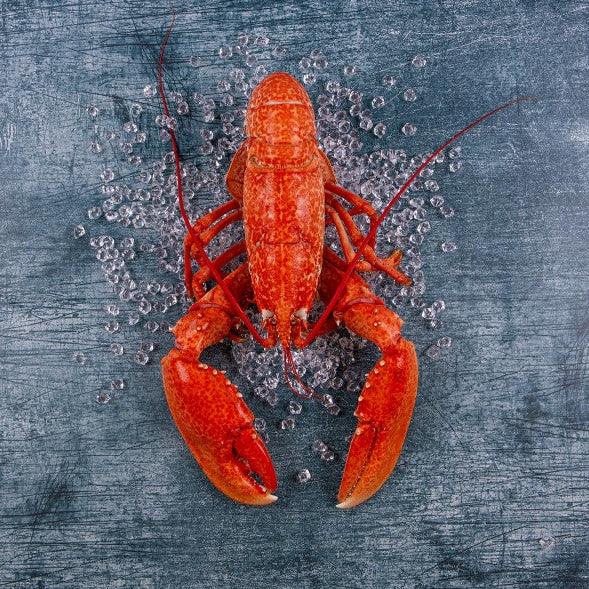 Lobster - Whole and Cooked - The Cornish Fishmonger