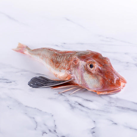 Gurnard (600 - 800g) - The Cornish Fishmonger