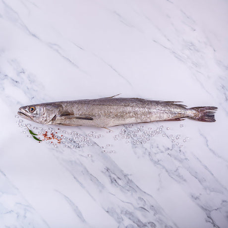 Hake (2 - 2.5kg) - The Cornish Fishmonger