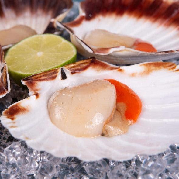 King Scallops In Half Shell x 6 - The Cornish Fishmonger