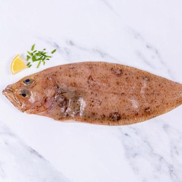 Cornish Sole (Megrim) 400 - 450g - The Cornish Fishmonger