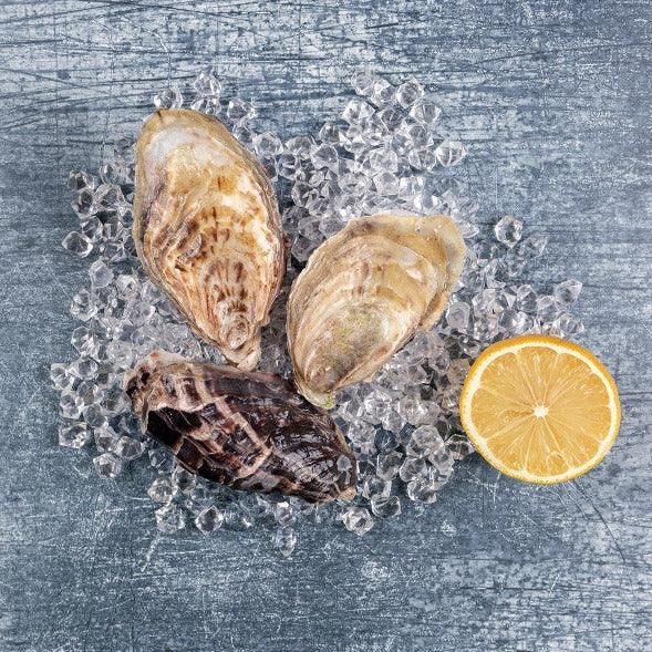 Oysters- Fresh and Cornish - The Cornish Fishmonger