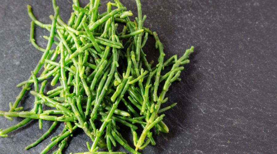 Samphire Grass (500g pack) - The Cornish Fishmonger